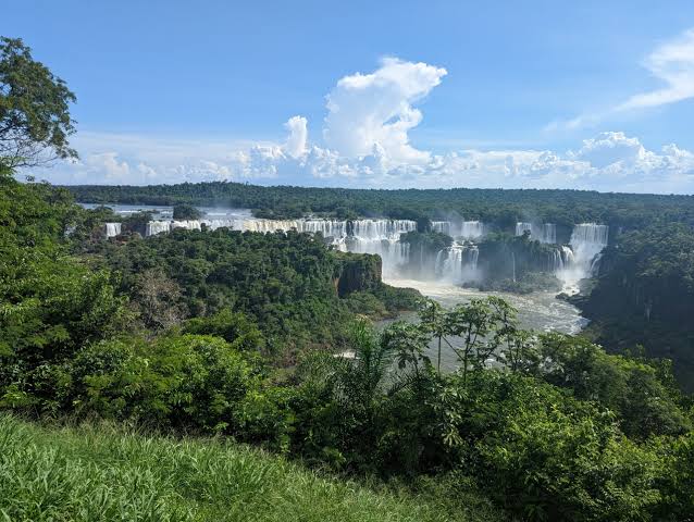 the Atlantic Rainforest