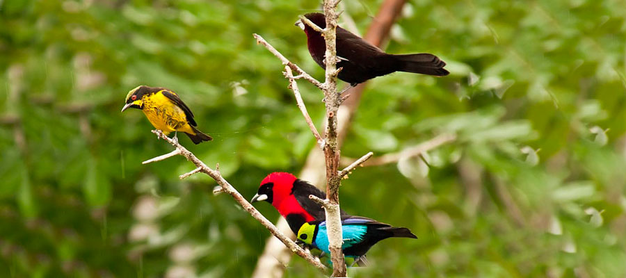 A Paradise of Biodiversity in the Amazon 
