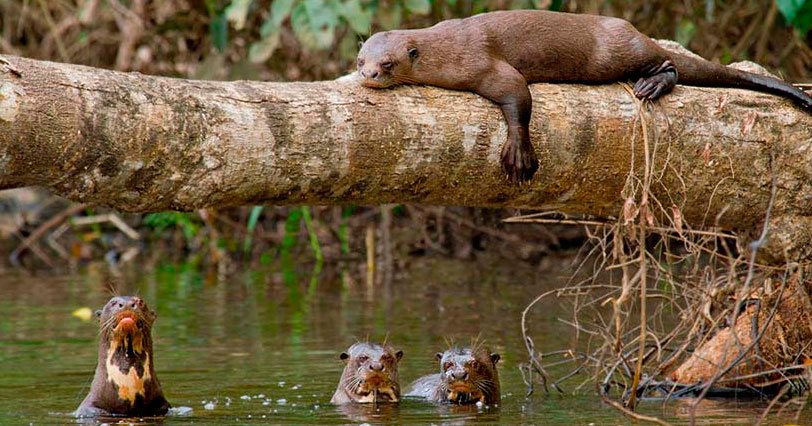 Lake Sandoval and giant otters