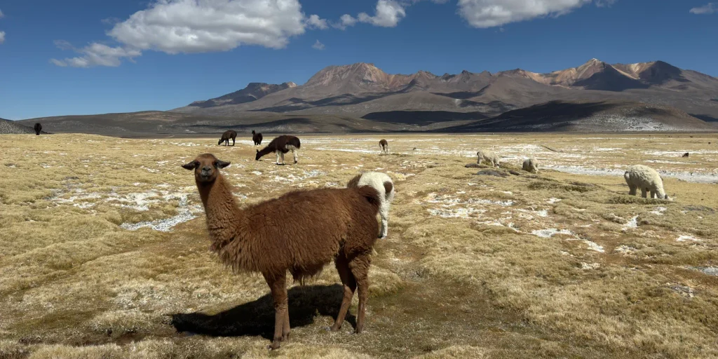 Vicuñas at Pampa Cañahuas